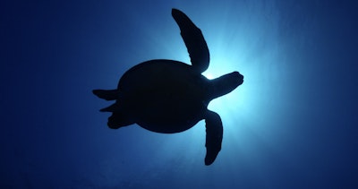 Strategy Turtle