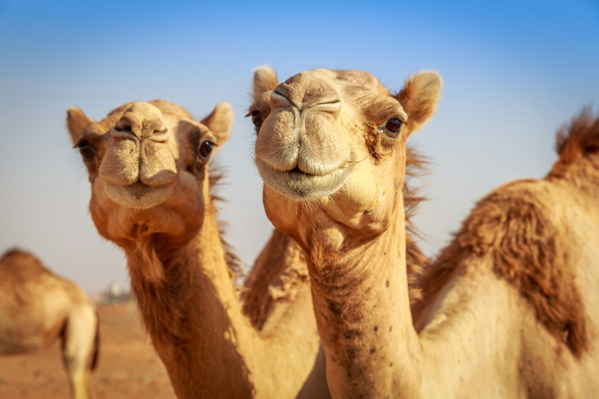 Happy Camels