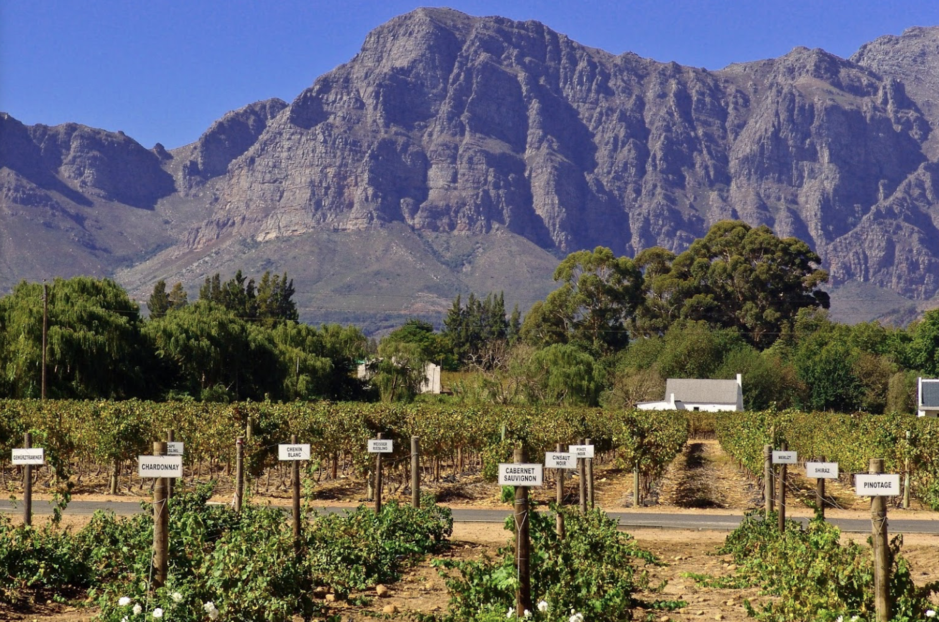 Nederburg Vineyard